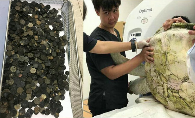 朱丹荒岛拾垃圾 参与龟手术痛呼心疼